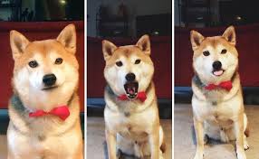 3 shiba's meme template