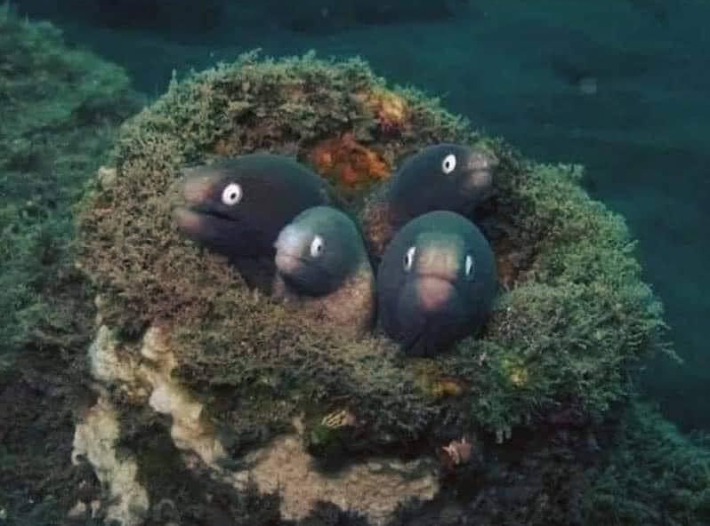 4 eels meme template