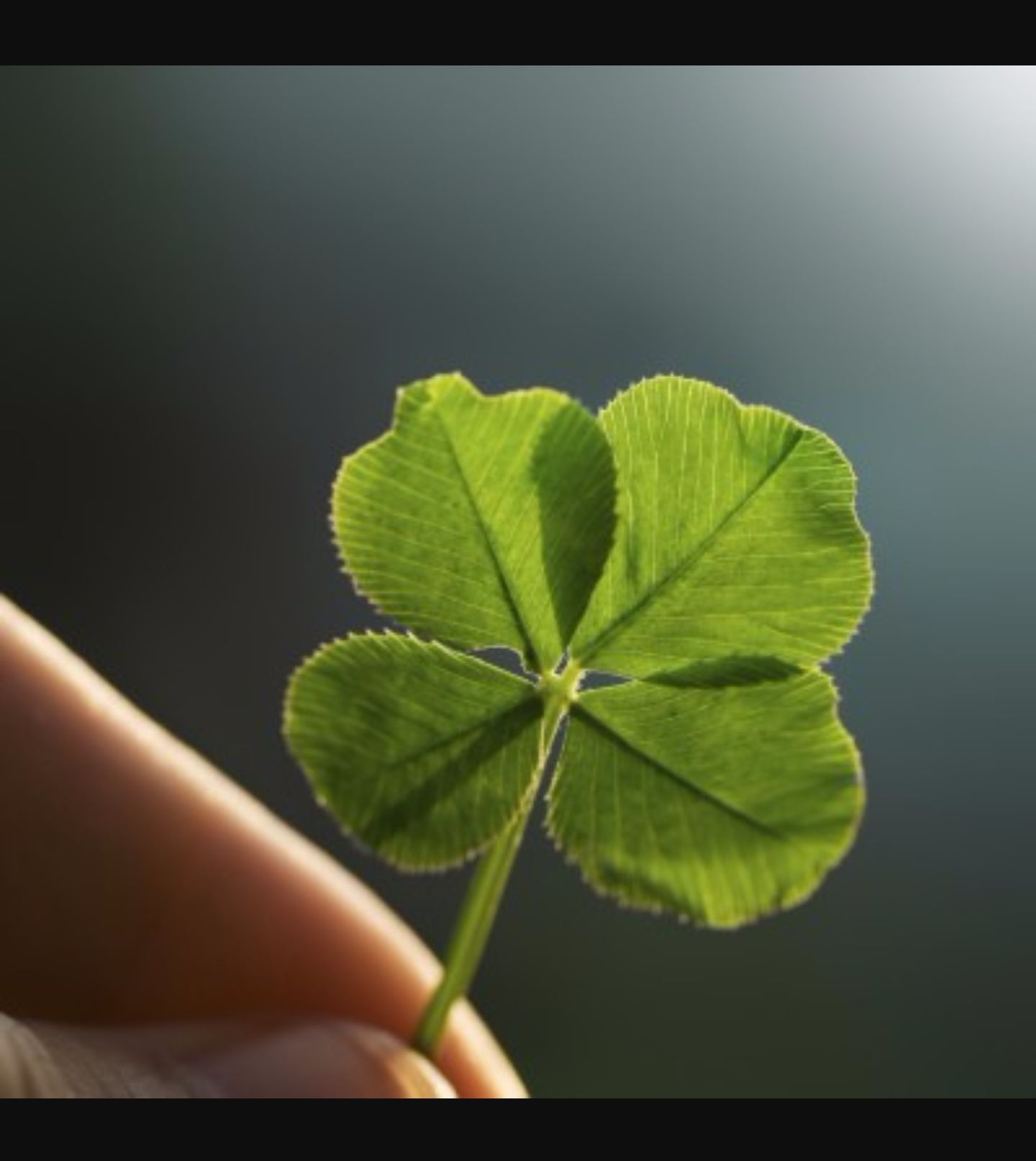 Plantilla de meme 4 leaf clover hand