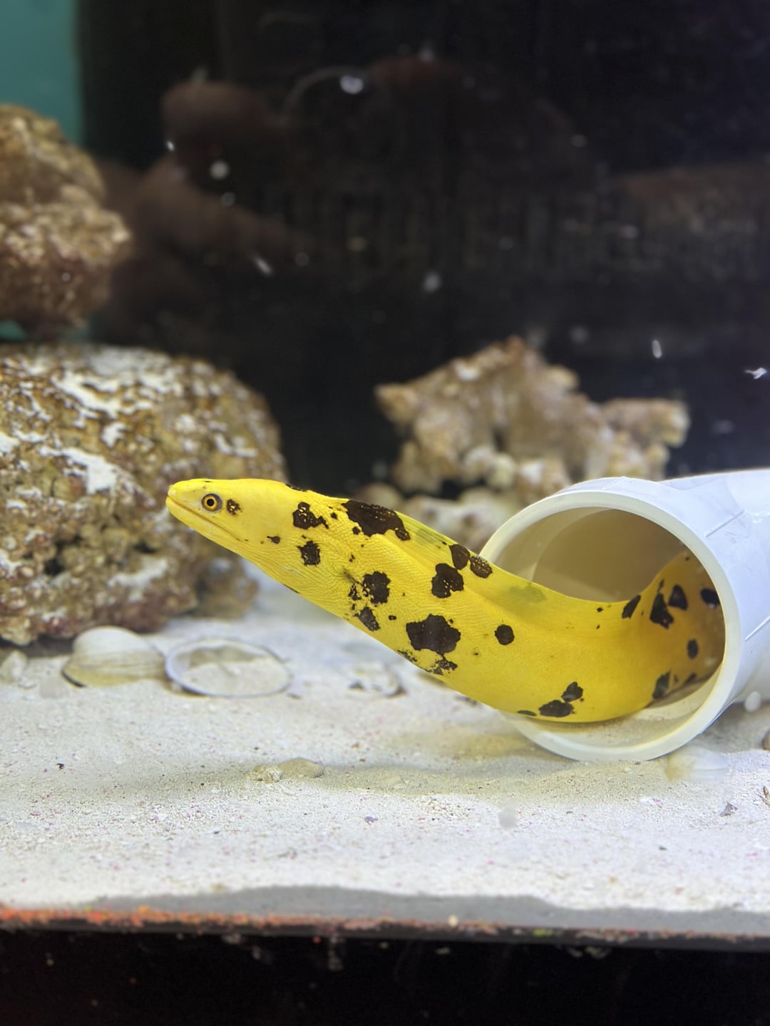A-peel-ing Eel meme template