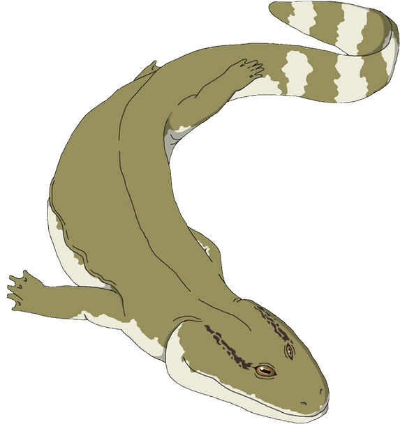 Plantilla de meme Acanthostega (Male)