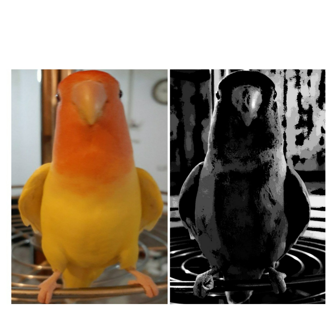 Plantilla de meme Ace the parrot