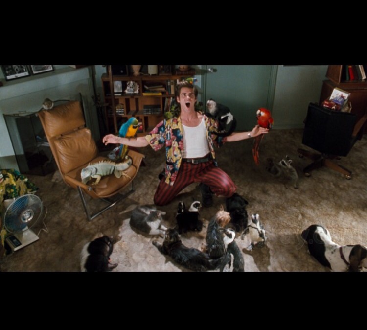 Plantilla de meme Ace Ventura Animals