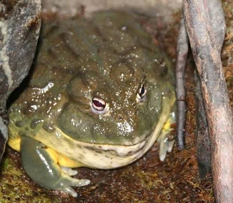 Plantilla de meme African Bullfrog
