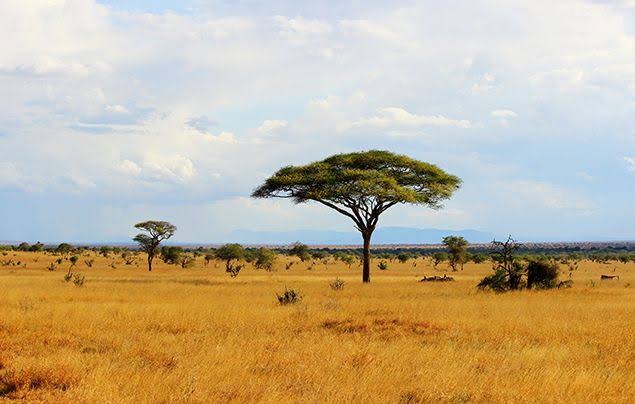 Plantilla de meme African savanna