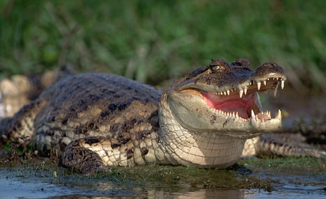 Plantilla de meme Alligator