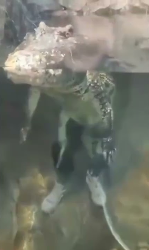 Plantilla de meme alligator drip