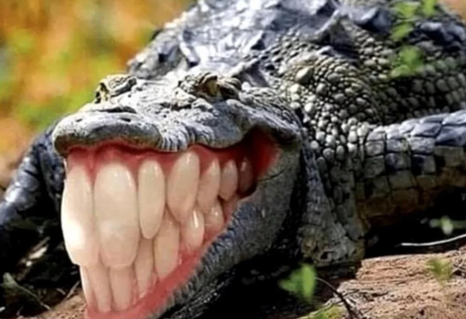 Plantilla de meme alligator with human teeth