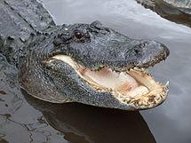 Plantilla de meme Alligator Wut