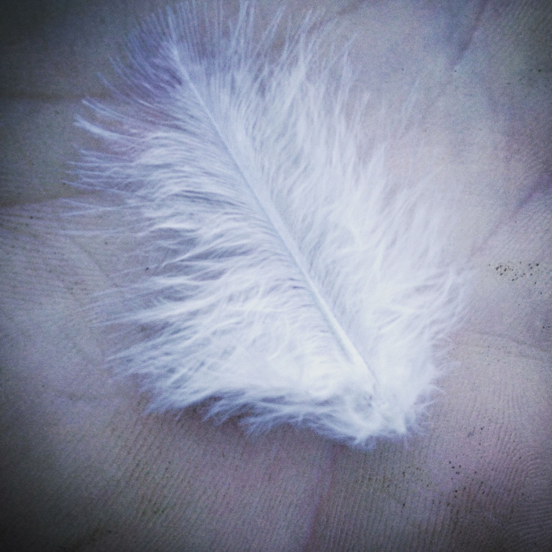 Plantilla de meme Angel feather