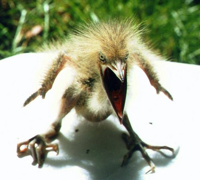 Plantilla de meme Angry bird