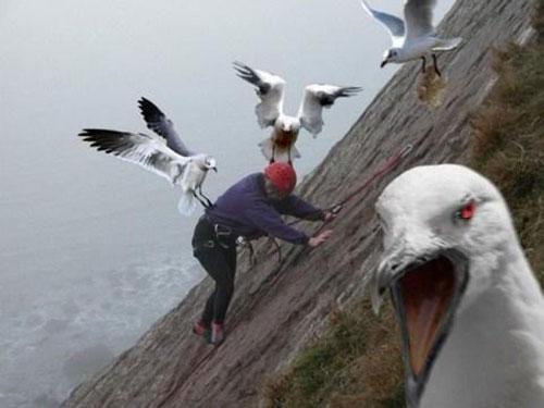 Plantilla de meme Angry Birds