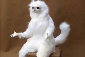 Plantilla de meme Angry Cat Meme
