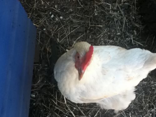 Template meme Angry Chicken Boss