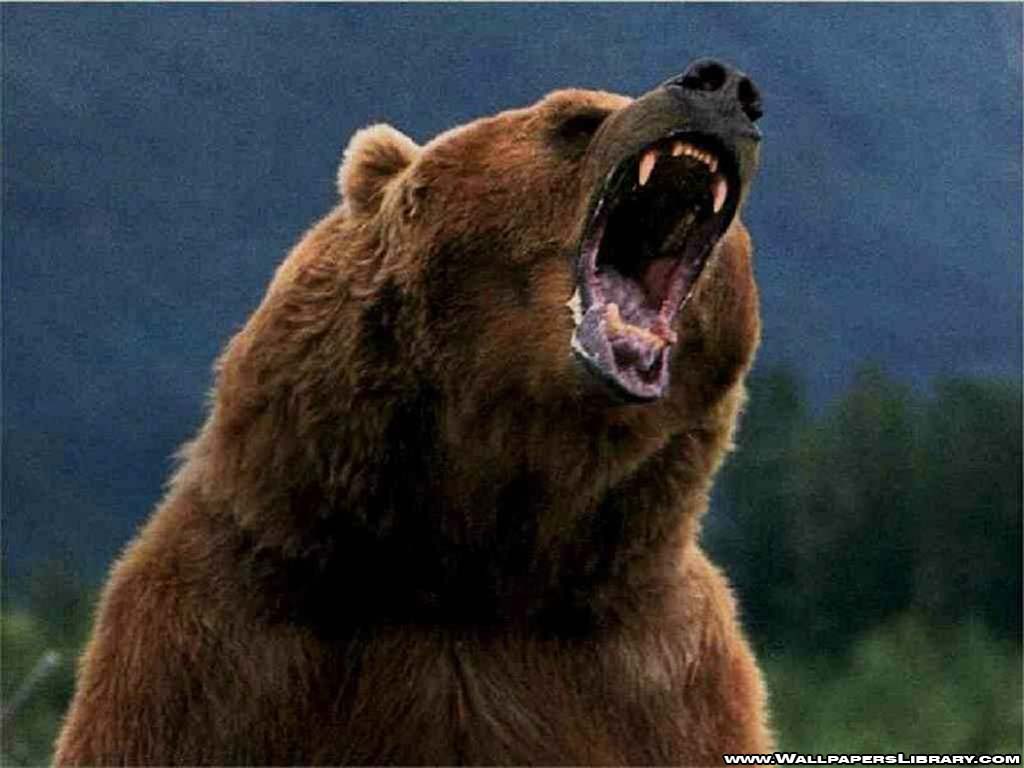 Plantilla de meme Angry Confession Bear
