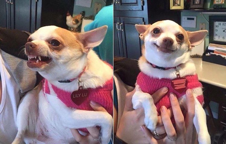 angry dog meme meme template