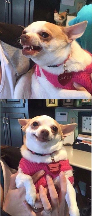 Plantilla de meme Angry dog meme vertical