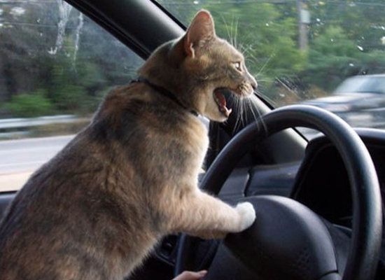 Plantilla de meme Angry driving cat