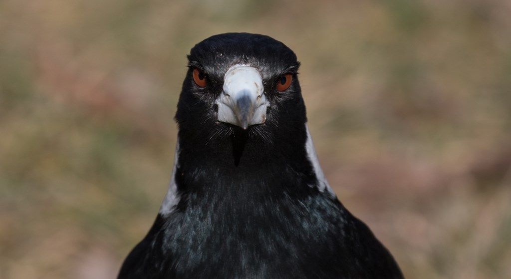 Plantilla de meme Angry magpie