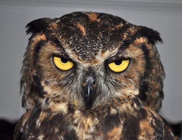 Plantilla de meme angry owl