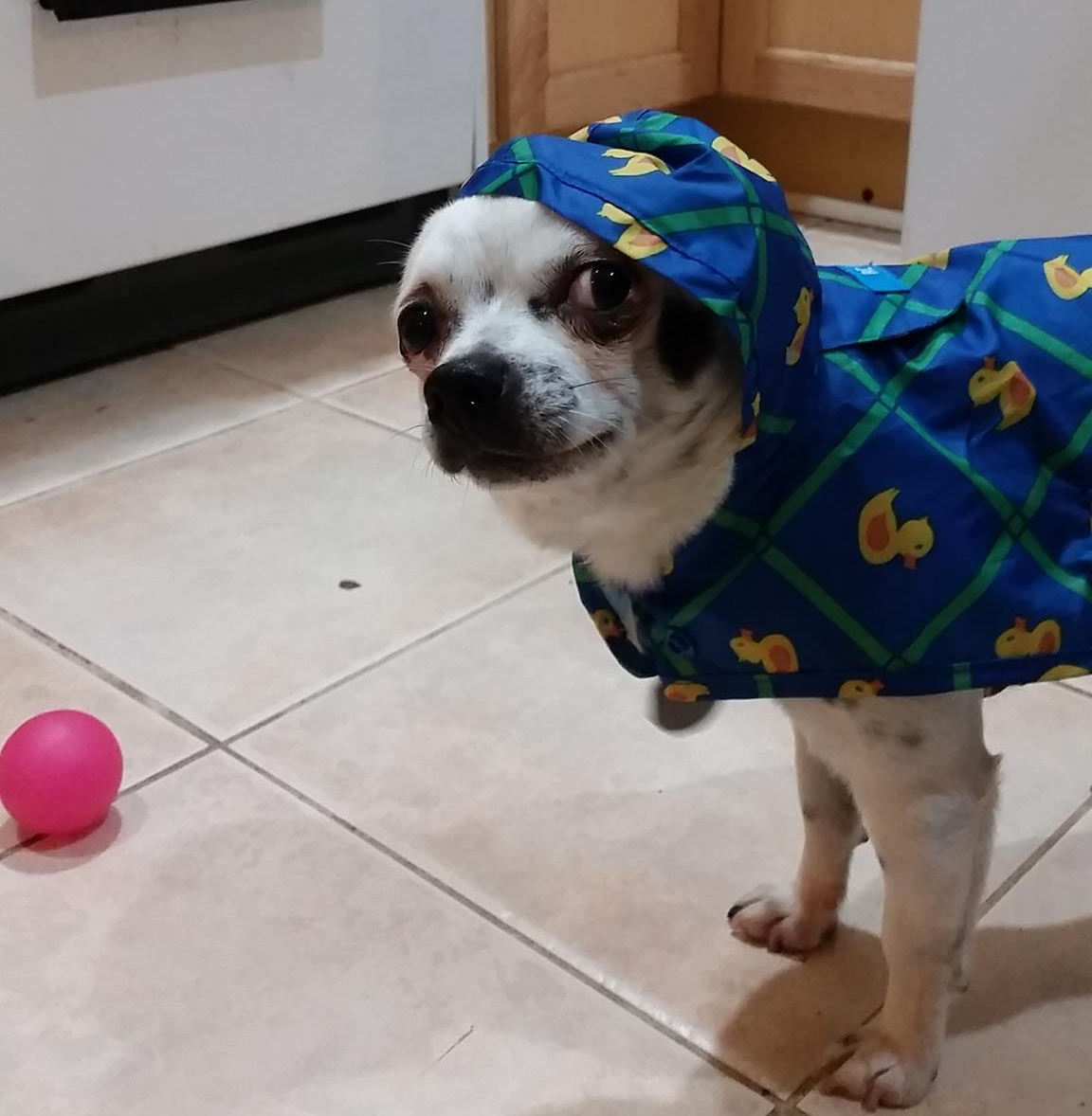 Plantilla de meme Astro's Rainy Day