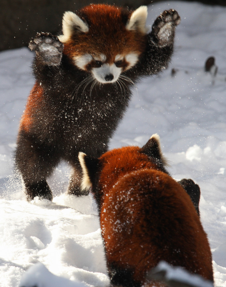 Plantilla de meme Attack Red Pandas