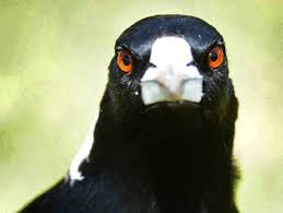 Plantilla de meme Aussie Magpie
