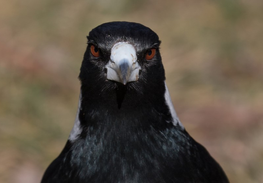 Plantilla de meme Aussie Magpie in Spring
