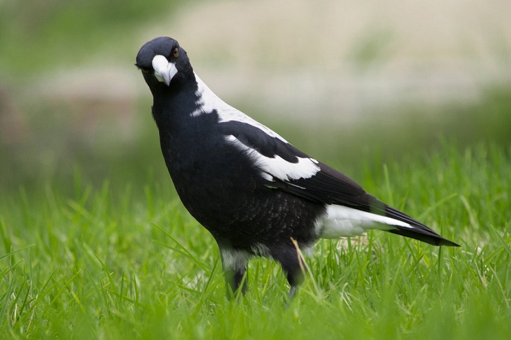 Plantilla de meme Australian Magpie