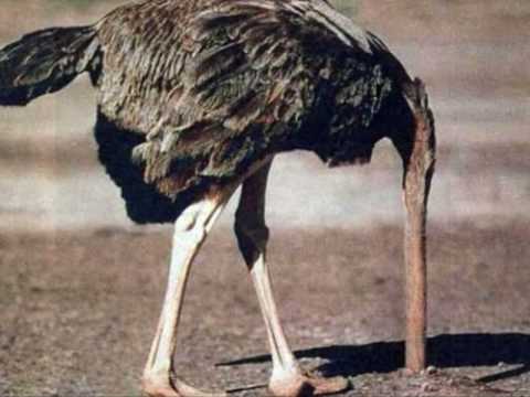 Plantilla de meme avoiding ostrich