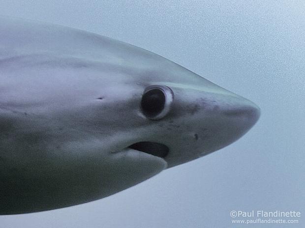 Plantilla de meme Awkward Shark
