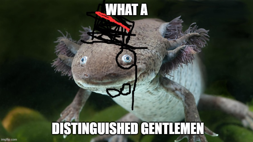 Template meme axolotl gentleman meme
