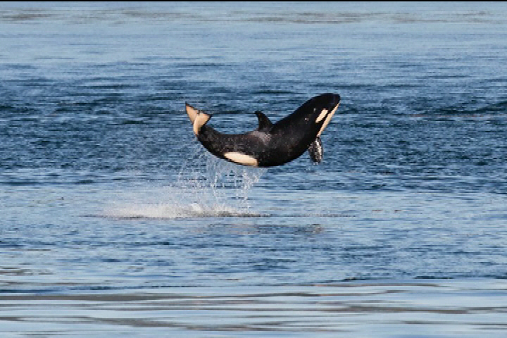Plantilla de meme Baby orca