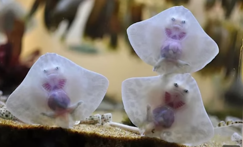 Plantilla de meme Baby Stingrays