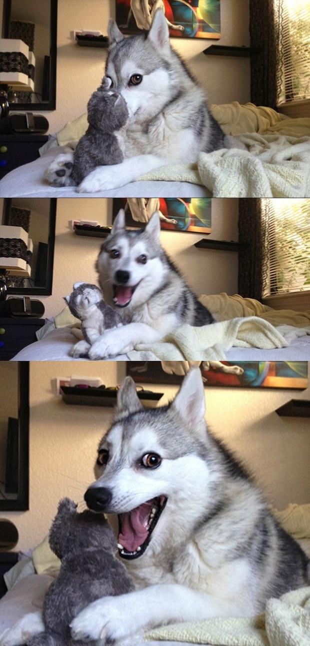 Plantilla de meme Bad Joke Dog