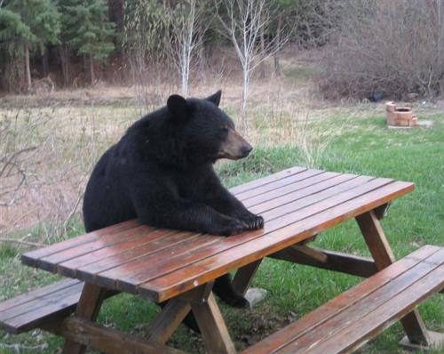 Plantilla de meme Bad Luck Bear
