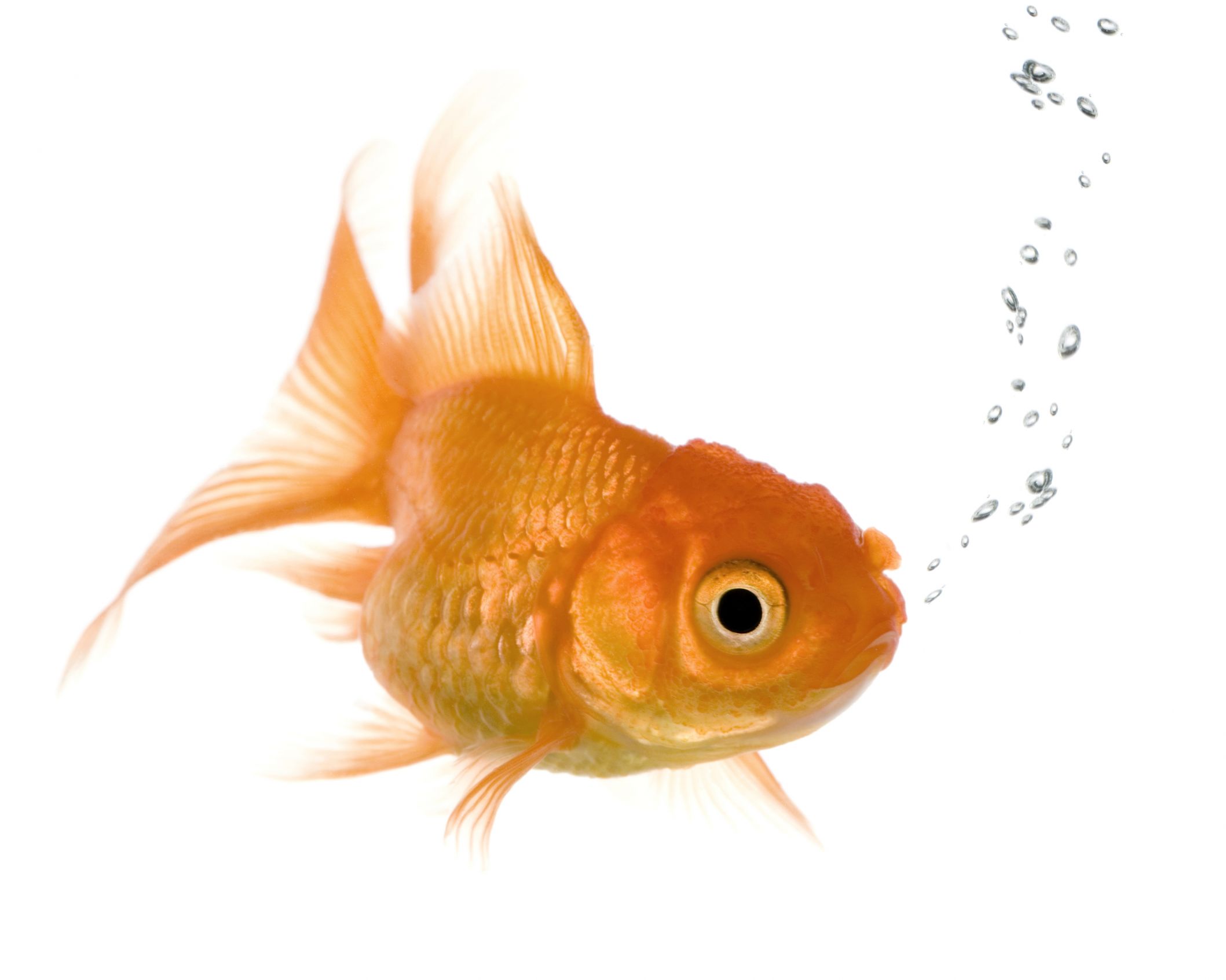 Plantilla de meme Bad Memory Goldfish