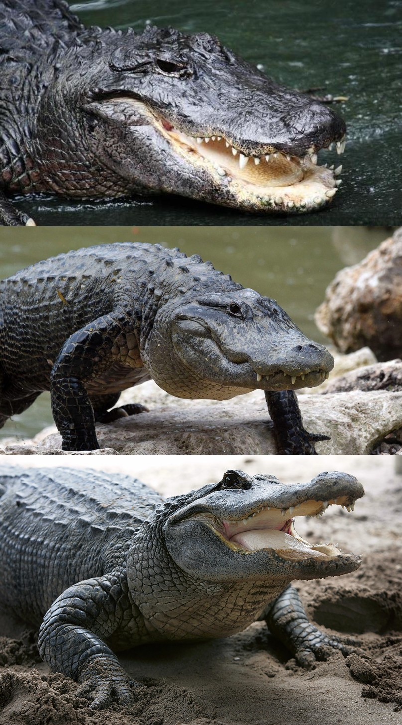 Plantilla de meme Bad Pun Alligator