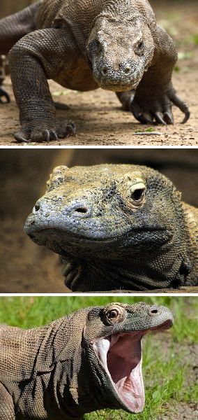 Plantilla de meme Bad Pun Komodo Dragon