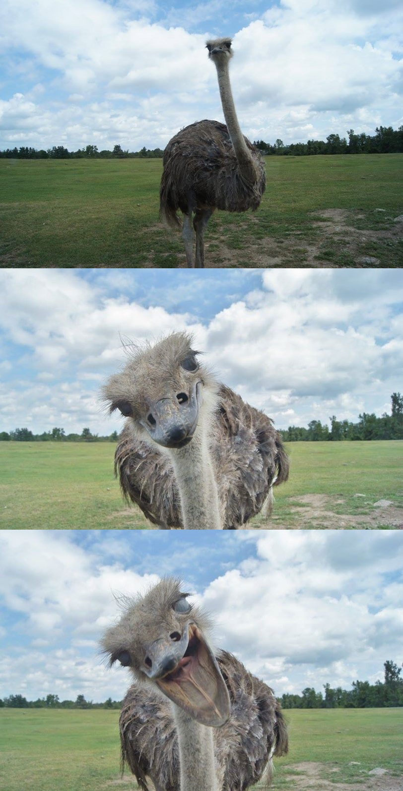 Plantilla de meme Bad Pun Ostrich
