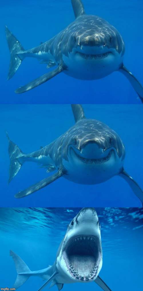 Plantilla de meme Bad Shark Pun 