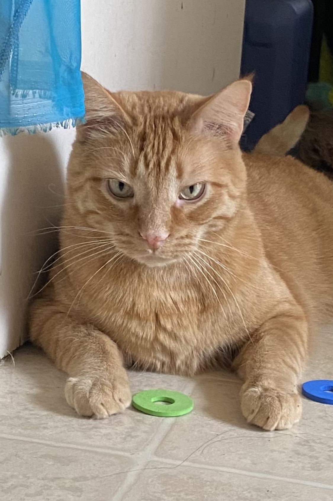 Template meme BadCat Coffee Meme