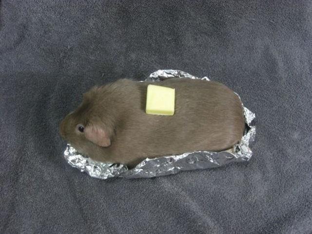 Template meme Baked potato Guinea pig