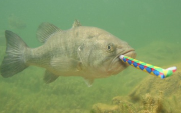 Plantilla de meme bass with a party blower