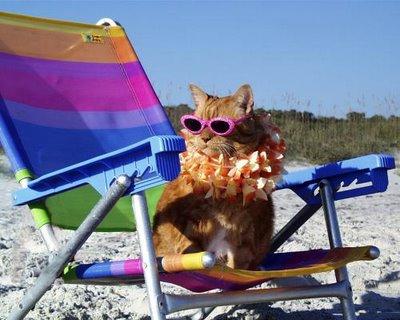 Plantilla de meme Beach Cat