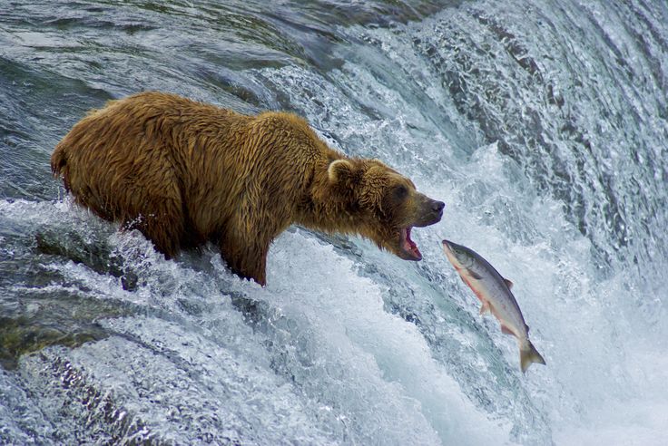 Plantilla de meme Bear catching salmon
