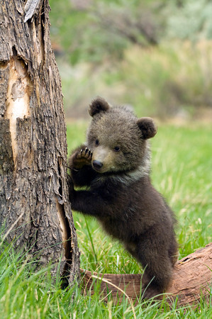 Plantilla de meme bear cub market black psst im back bitches