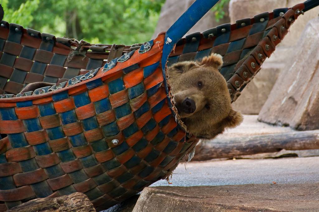 Bear Hammock meme template