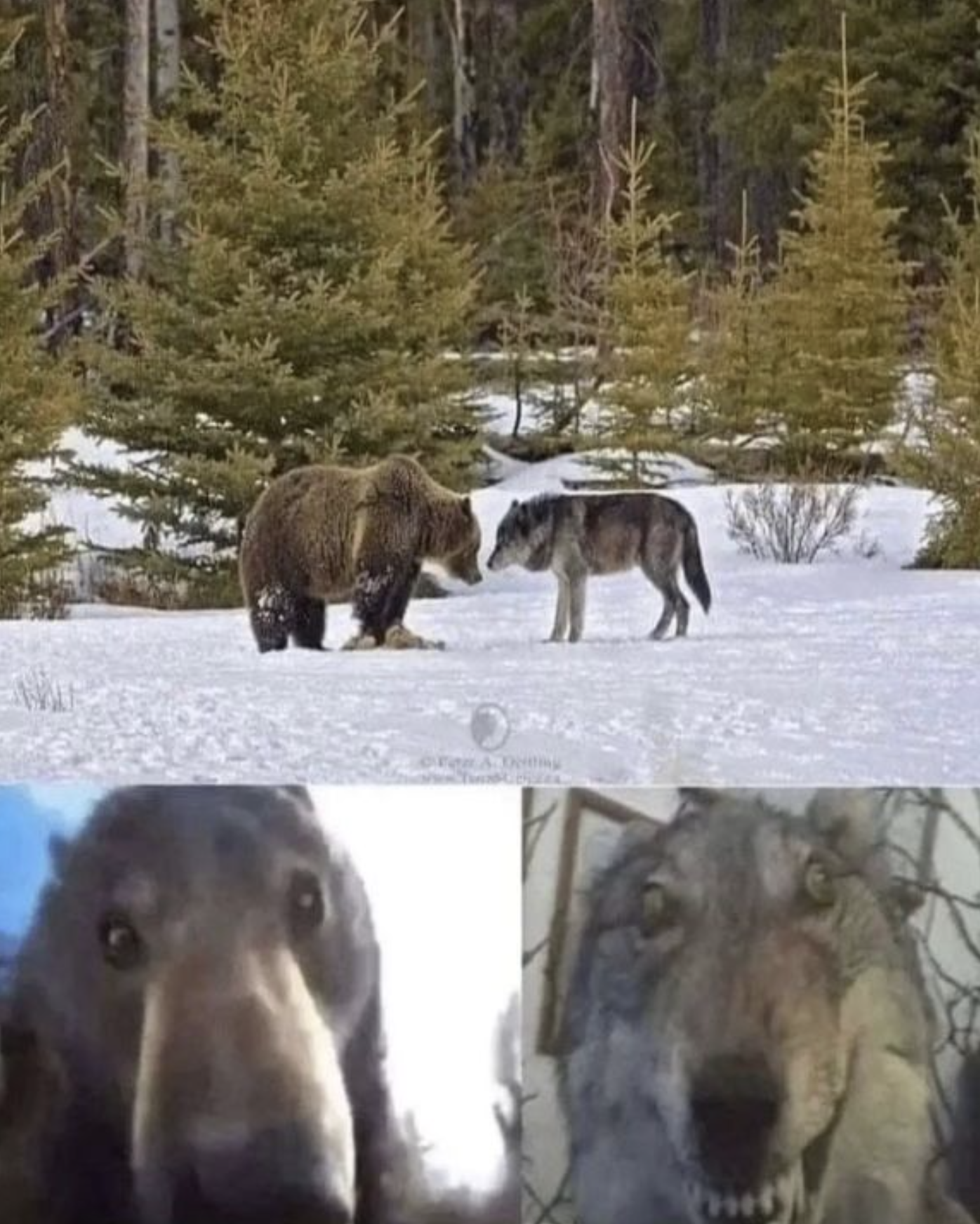 Plantilla de meme bear vs wolf