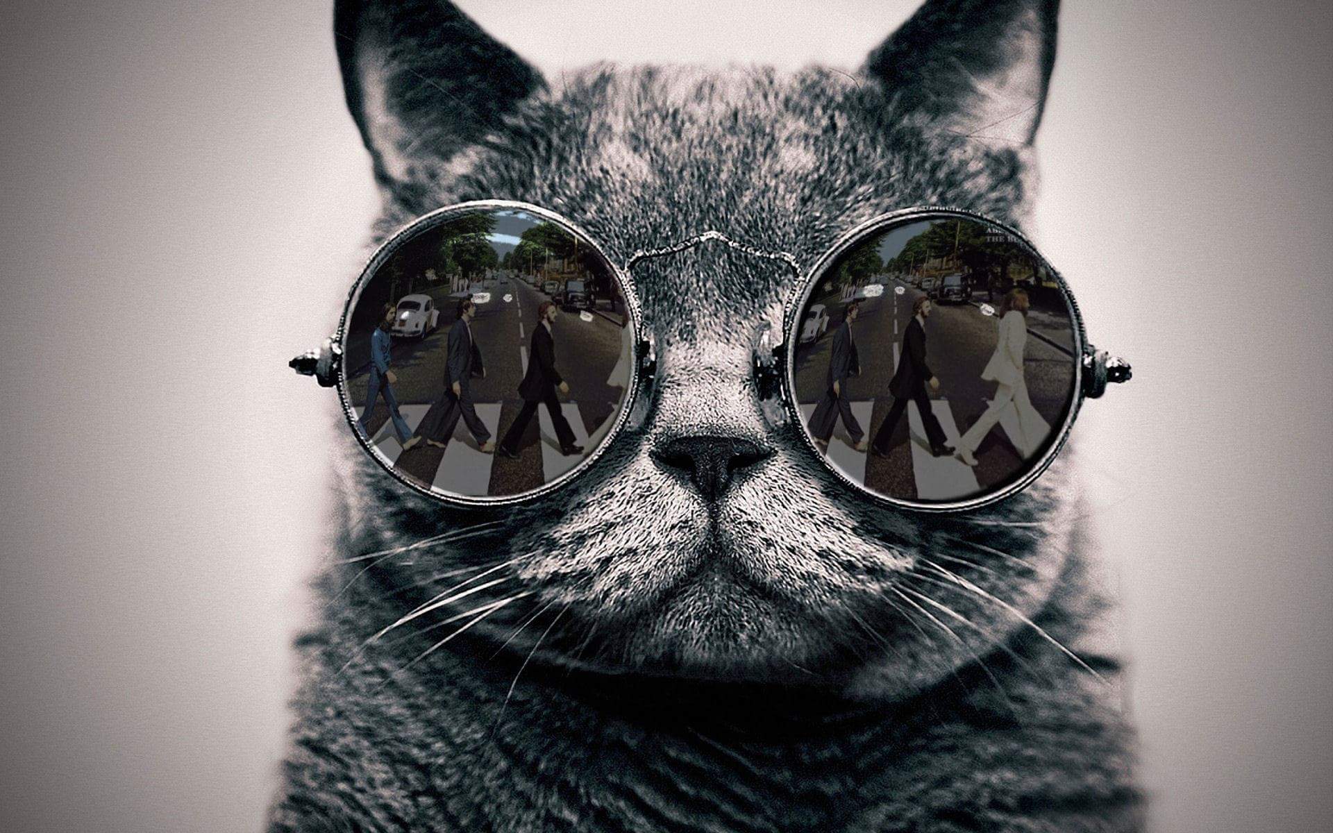 Plantilla de meme Beatles cat
